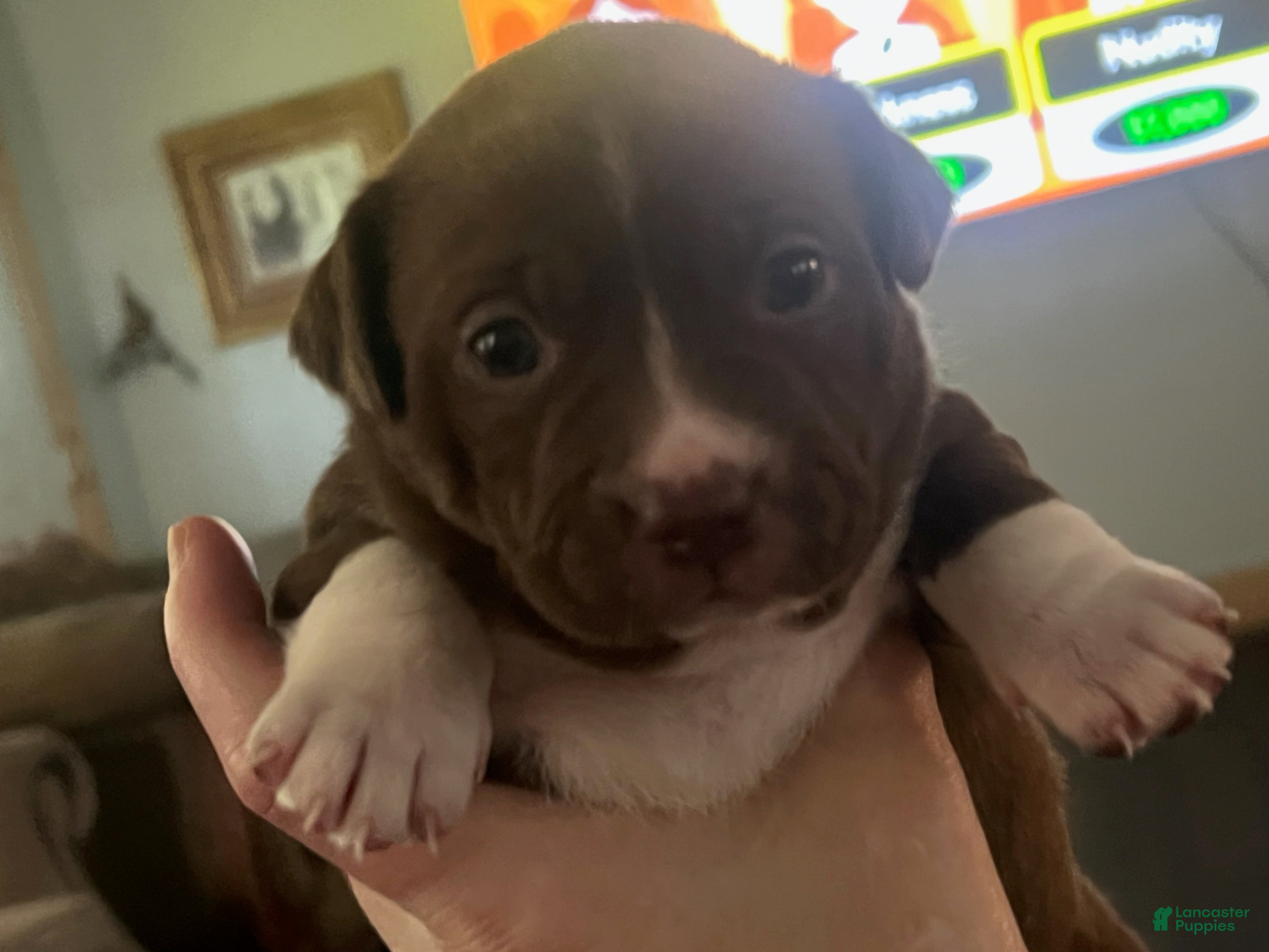 Mixed Breed dogs Boy 1 - Ad 15