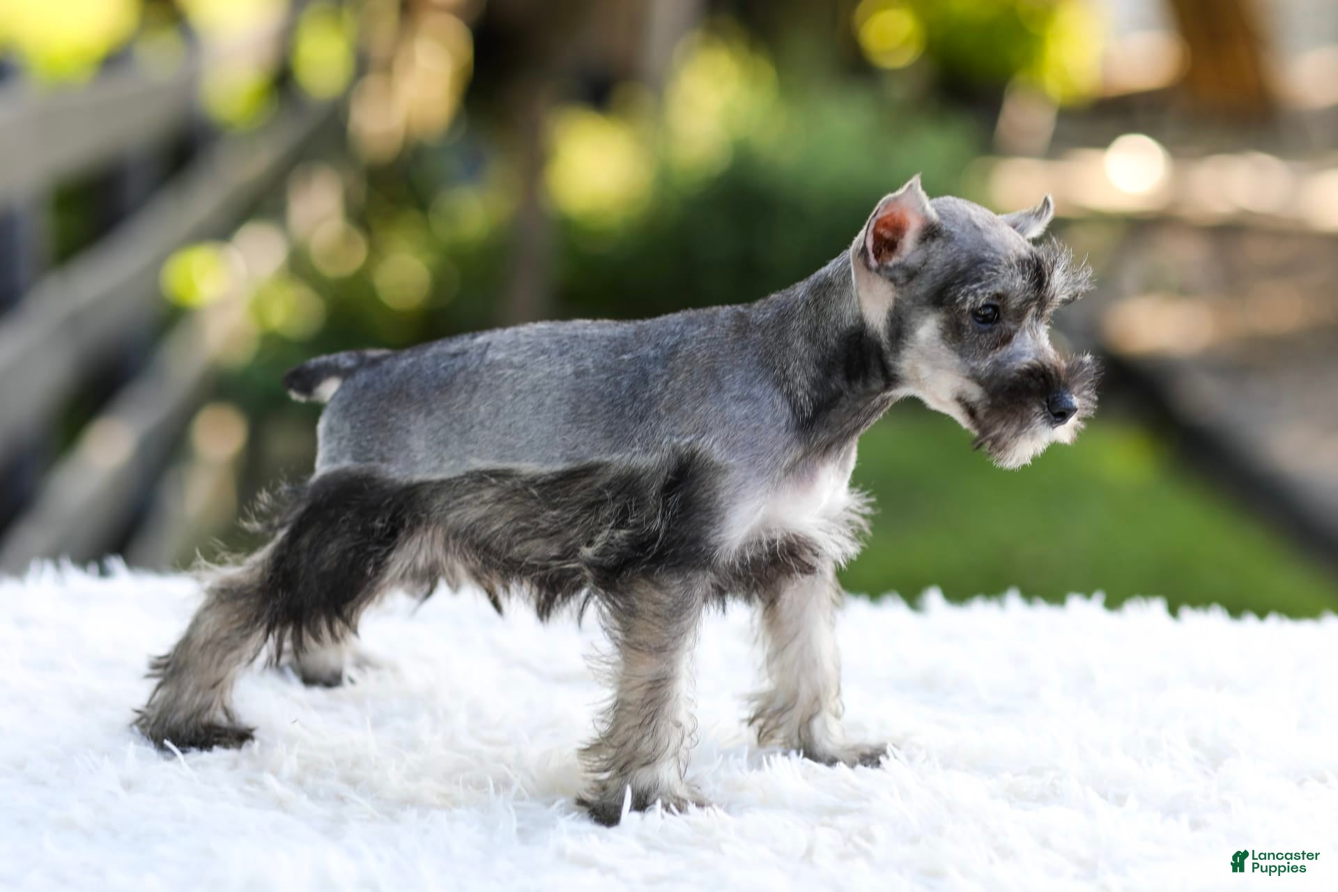 Grey Miniature Schnauzer Standard Schnauzer Rat Terrier And
