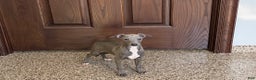 Italian Greyhound dogs for sale: Norm - Ad 6