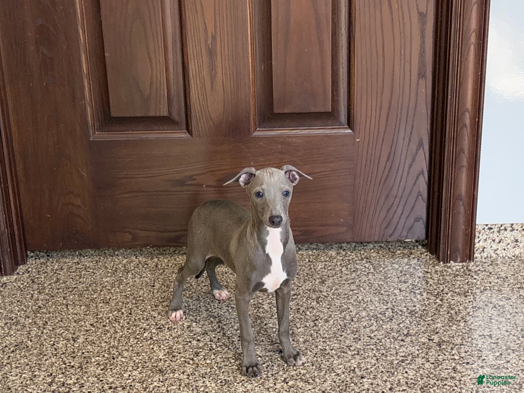 Italian Greyhound dogs for sale: Norm - Ad 6