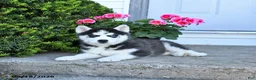 Pomsky dogs for sale: Remi  - Ad 2