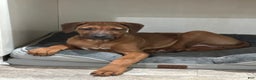 Rhodesian Ridgeback dogs for sale: SOLD Mae AKC RHODESIAN RIDGEBACK - Ad 7