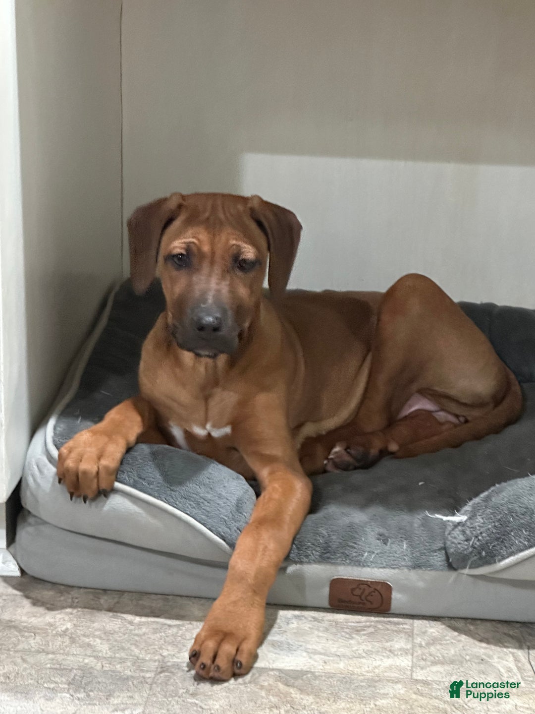 Rhodesian Ridgeback dogs for sale: SOLD Mae AKC RHODESIAN RIDGEBACK - Ad 7