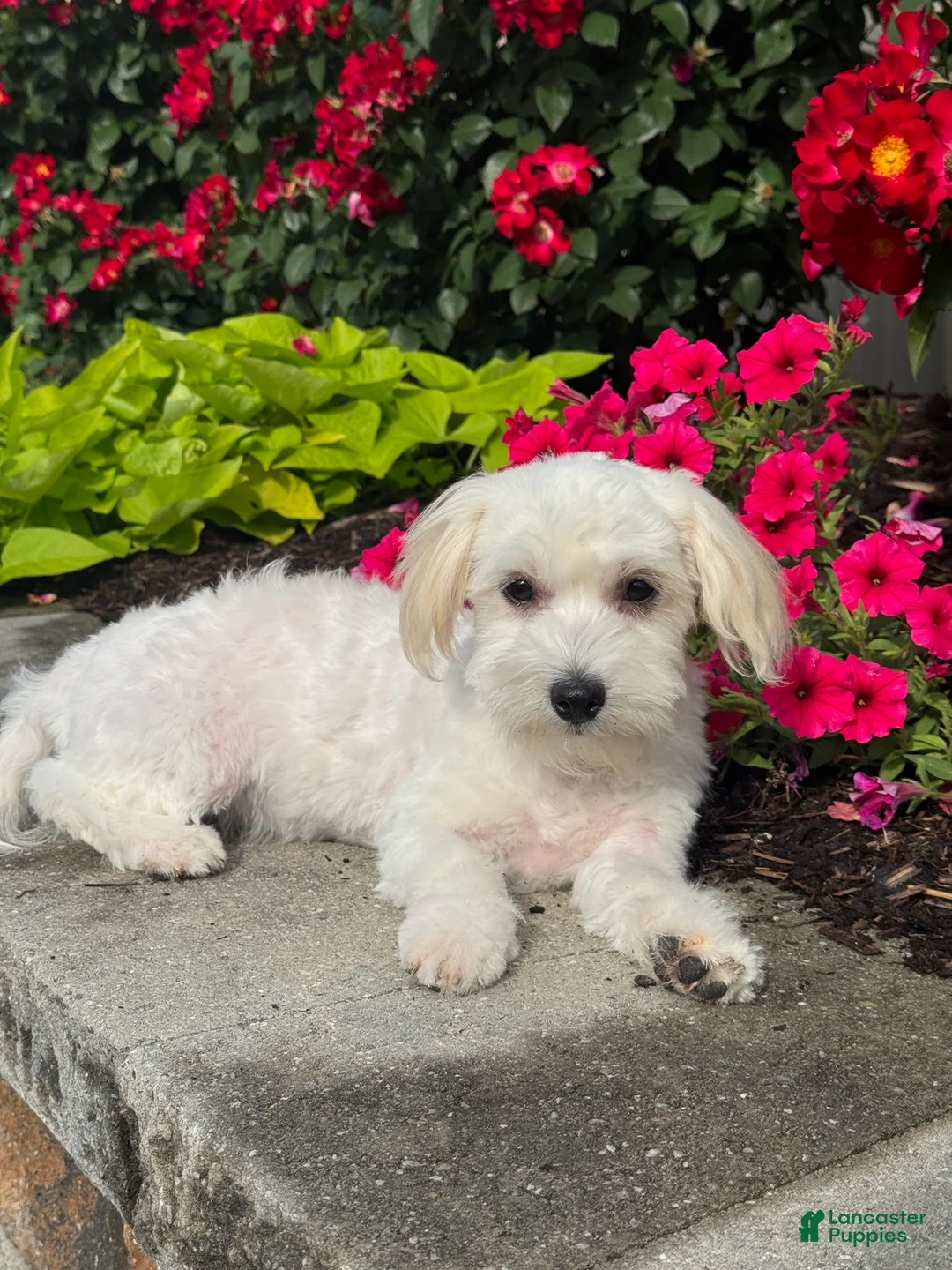 Mixed Breed dogs for sale: Labanon - Ad 1