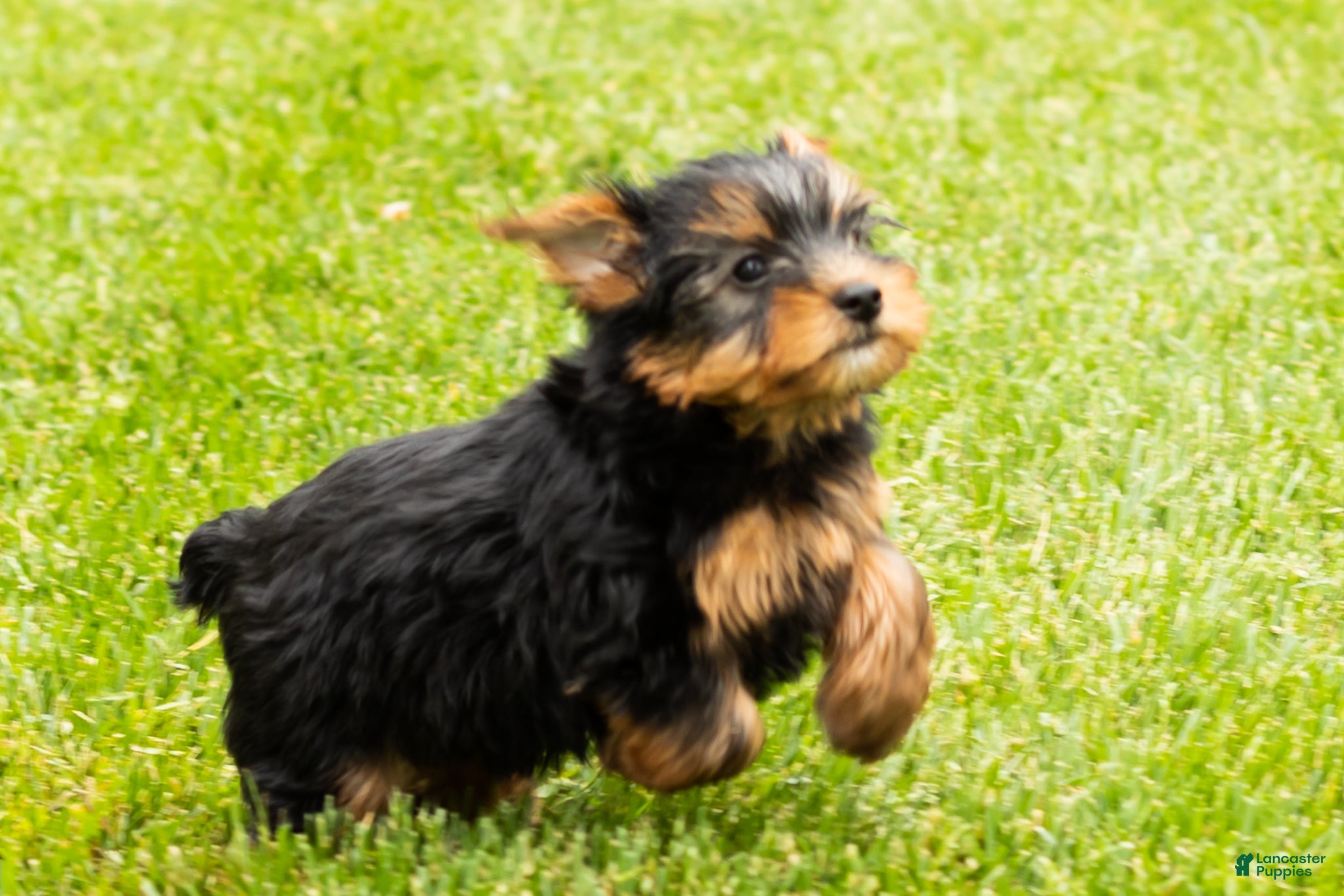 Yorkshire Terrier dogs for sale: Marty  - Ad 10