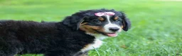 Bernese Mountain Dog dogs for sale: SALLY - Ad 14