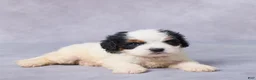 Cavapoo dogs for sale: Bo - Ad 4