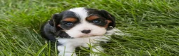 Cavalier King Charles Spaniel dogs for sale: Tom - Ad 8