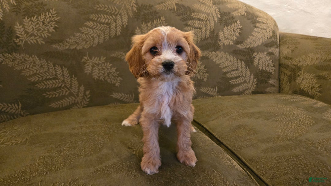 Cavapoo dogs for sale: Willow - Ad 7