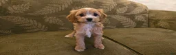 Cavapoo dogs for sale: Willow - Ad 7