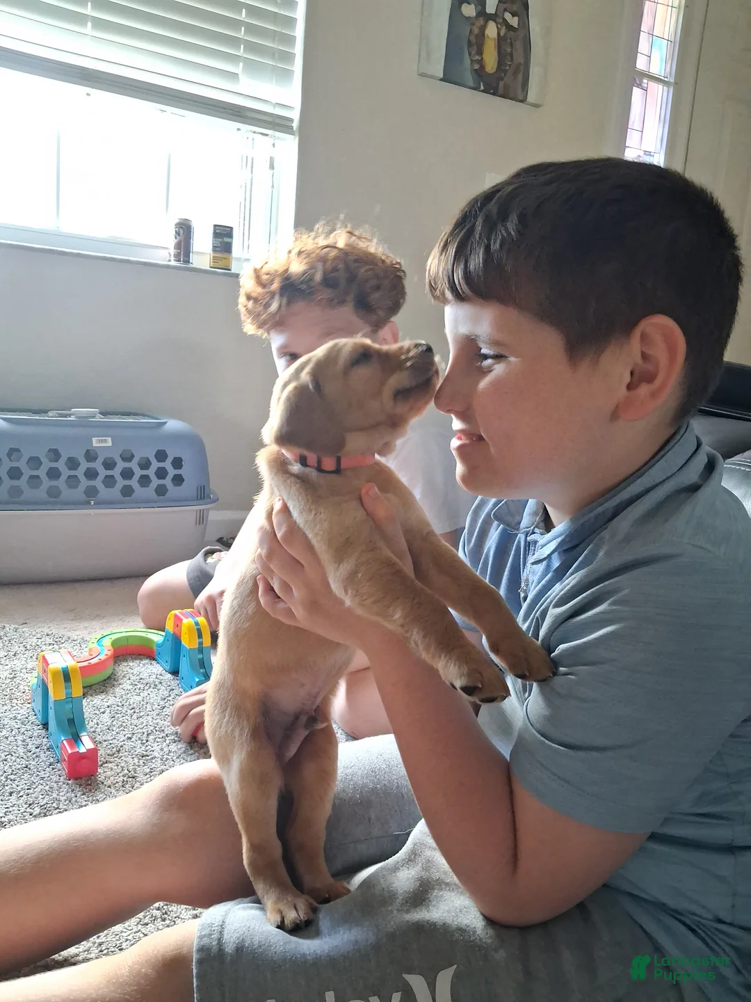 Mixed Breed dogs for sale: Orange collar - Ad 3