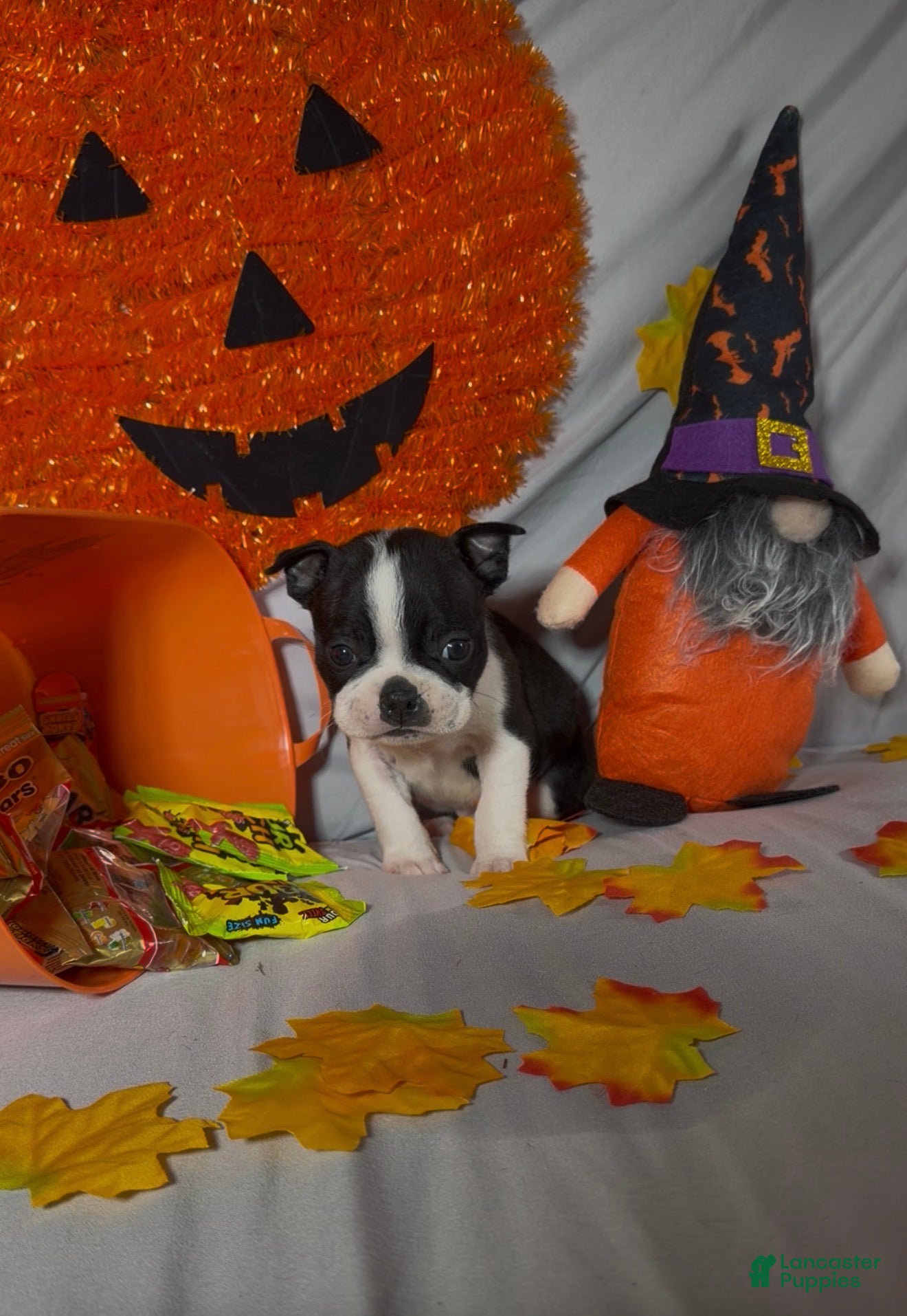 Boston Terrier dogs Alex - Ad 1