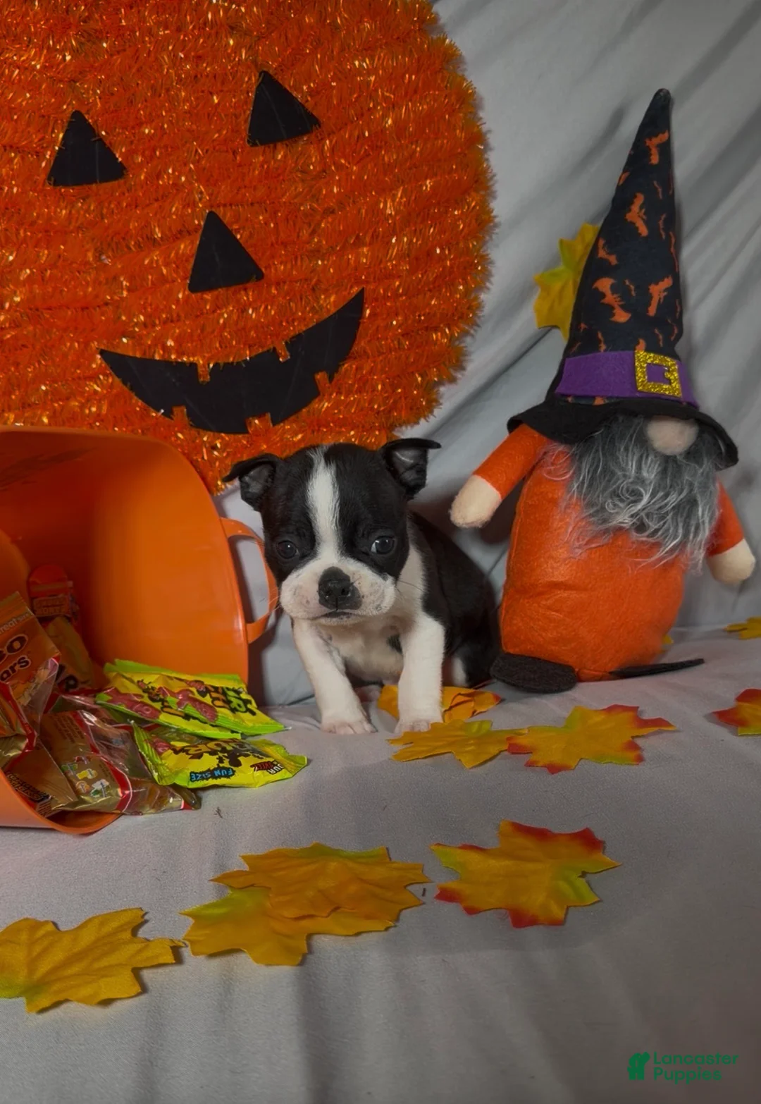 Boston Terrier dogs for sale: Alex - Ad 1