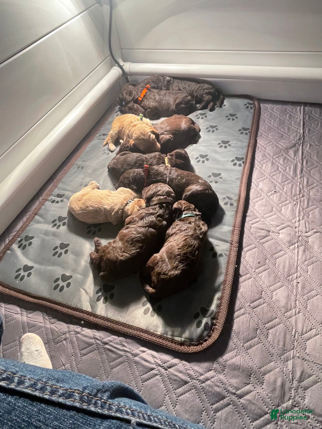 Goldendoodle dogs for sale: Ms yellow - Ad 1