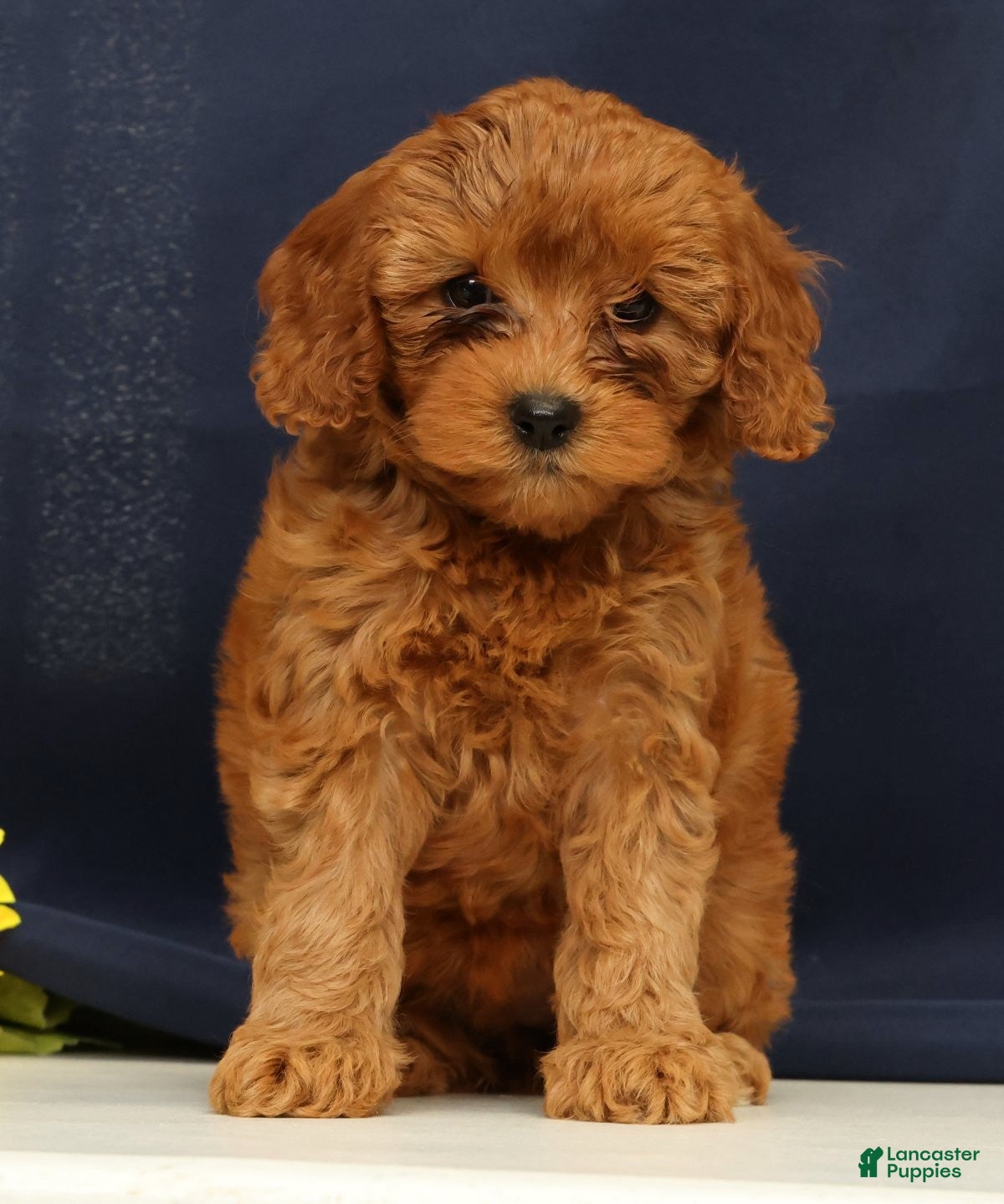Cavapoo dogs Calla - Ad 2