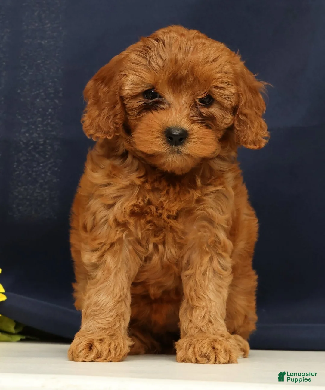 Cavapoo dogs for sale: Calla - Ad 2