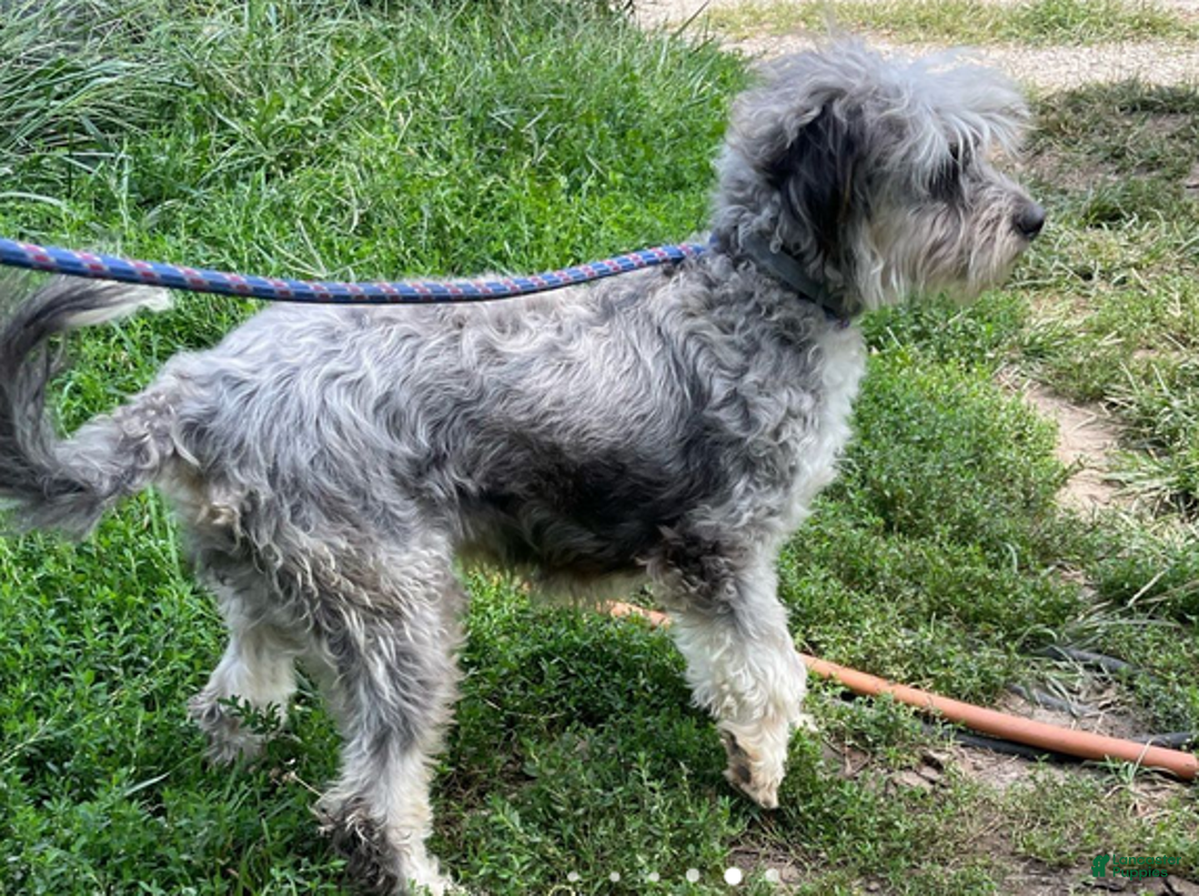 Aussiedoodle dogs for sale: Fiona - Ad 7