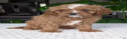 Cavapoo dogs for sale: Myles - Ad 4