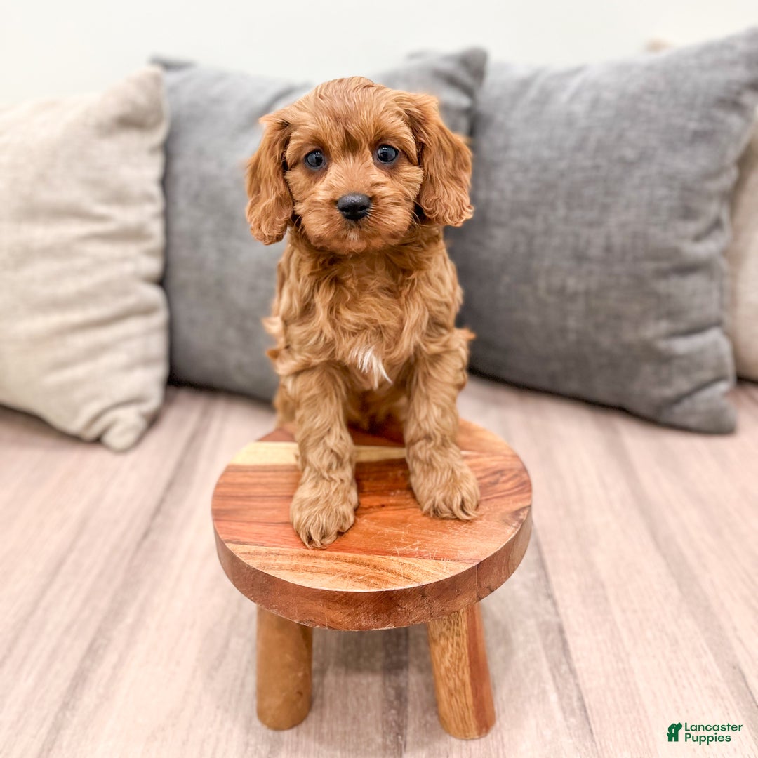 Cavapoo dogs for sale: Skye - Ad 4