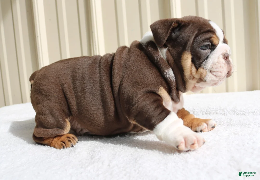 English Bulldog dogs for sale: Blaze - Ad 1
