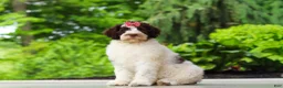Portuguese Water Dog dogs for sale: Lindsey - Ad 5