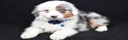 Miniature Australian Shepherd dogs for sale: Maverick  - Ad 4