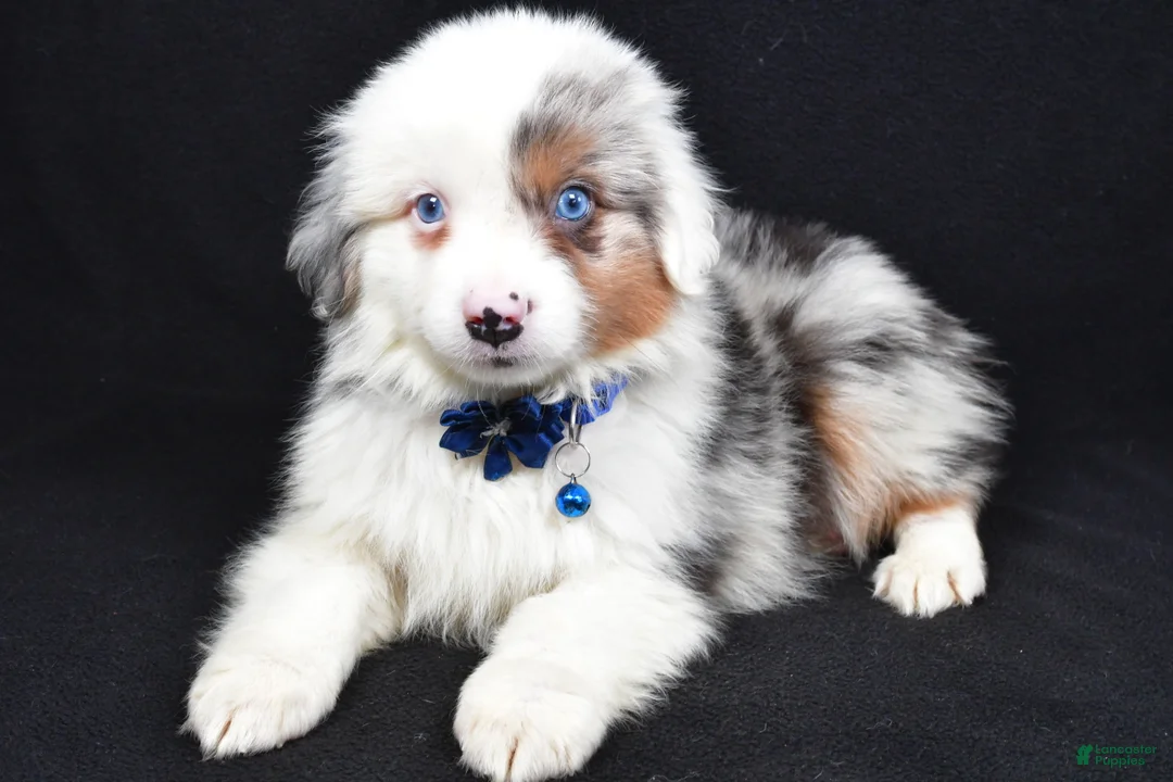 Miniature Australian Shepherd dogs for sale: Maverick  - Ad 4