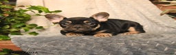 French Bulldog dogs for sale: Peanut Butter Cup - Ad 3