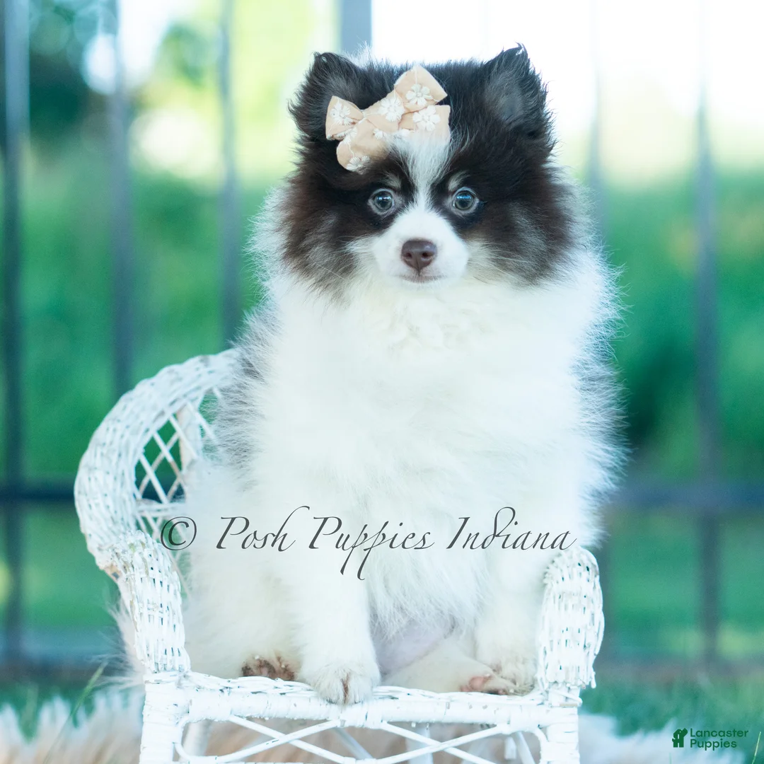 Pomeranian dogs for sale: Nutella  - Ad 1