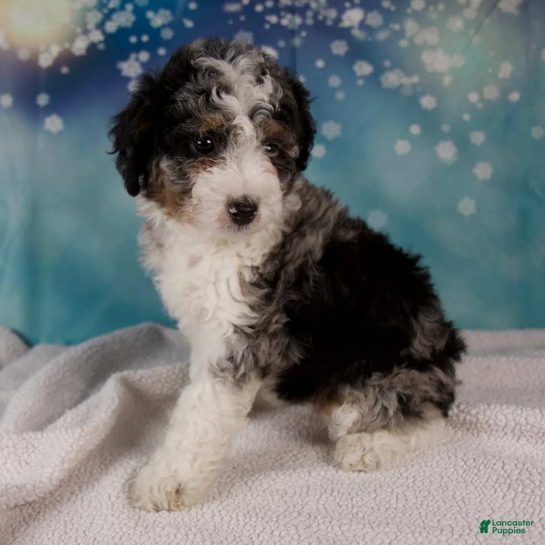 Mini Bernedoodle dogs for sale: Cheryl - Ad 5