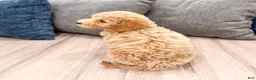 Miniature Labradoodle dogs for sale: Kelly - Ad 5