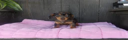 Miniature Dachshund dogs for sale: Roxie - Ad 4