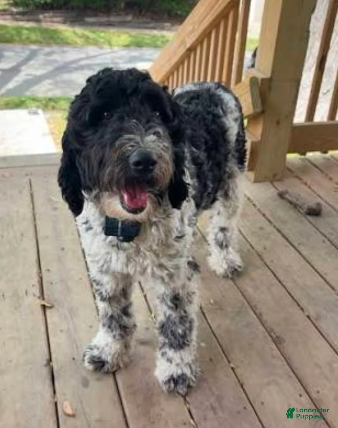 Mini Goldendoodle dogs for sale: Doodle pup - Ad 4