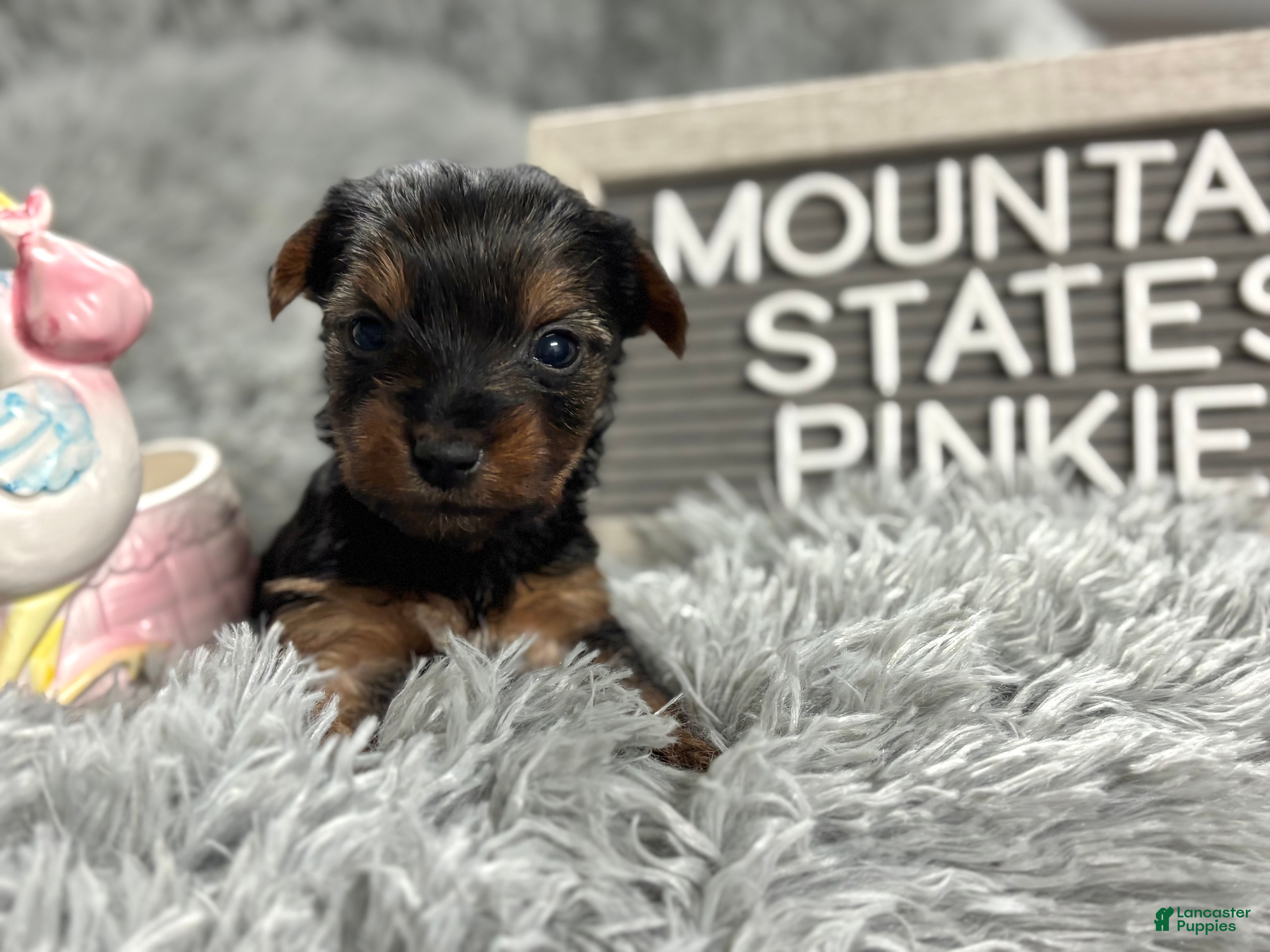 Yorkshire Terrier dogs Yorkshire Terrier Puppy 5 - Ad 29