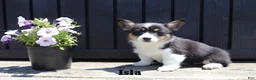 Welsh Corgi Pembroke dogs for sale: Isla - Ad 4