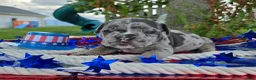 Olde English Bulldogge dogs for sale: Chase - Ad 3