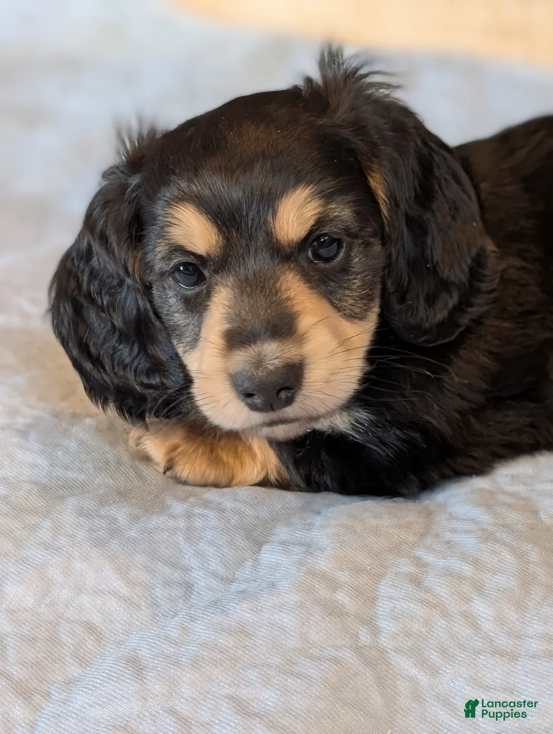 Miniature Dachshund dogs for sale: Brave Heart  - Ad 2