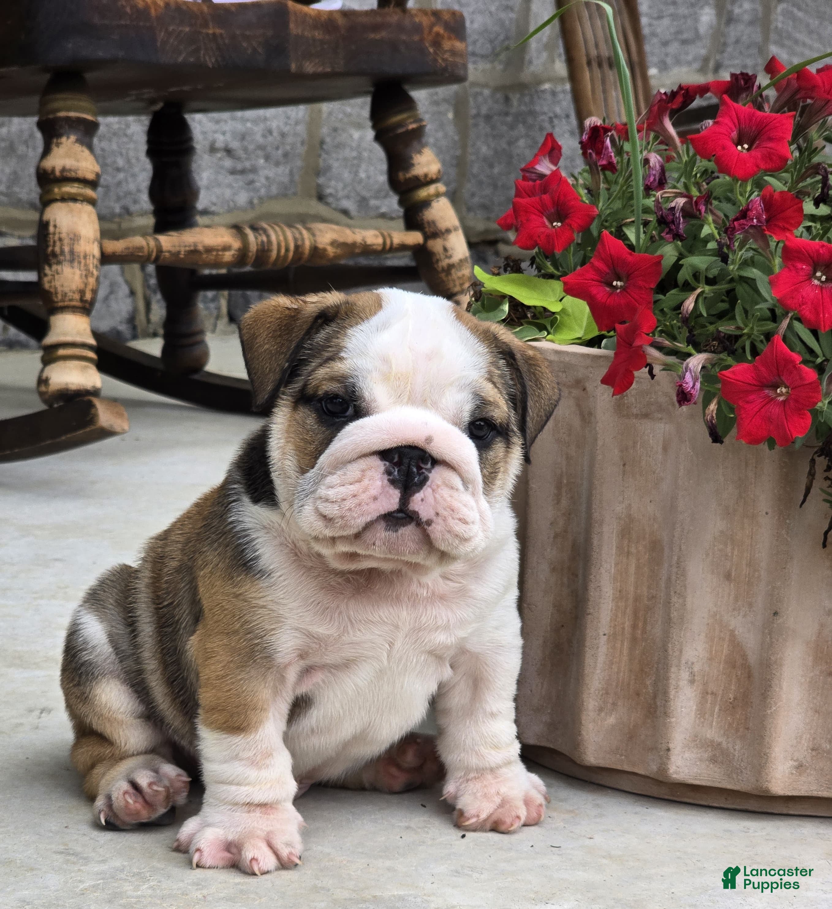 English Bulldog dogs Marshall - Ad 2