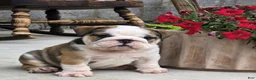 English Bulldog dogs for sale: Marshall - Ad 2