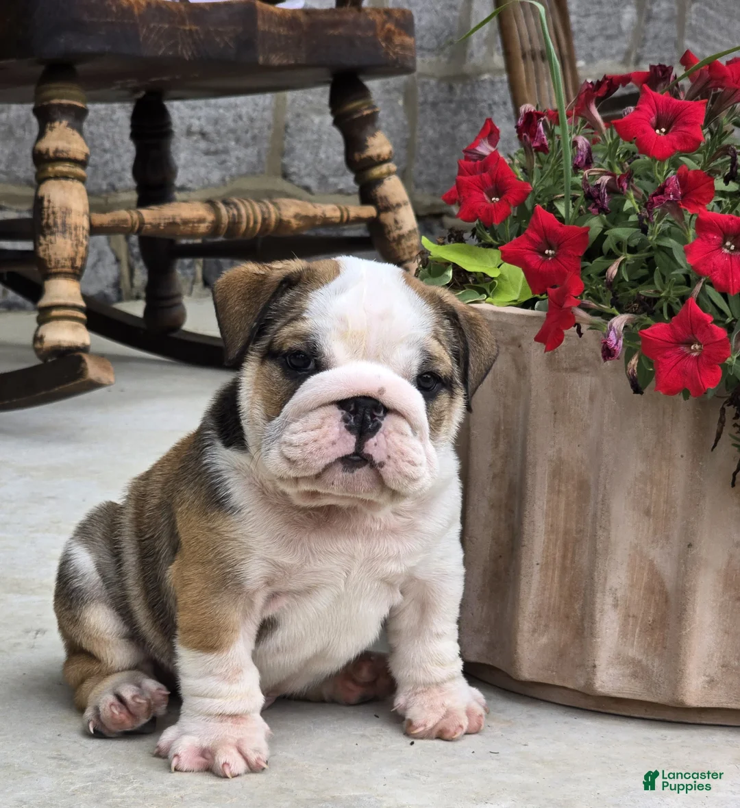 English Bulldog dogs for sale: Marshall - Ad 2