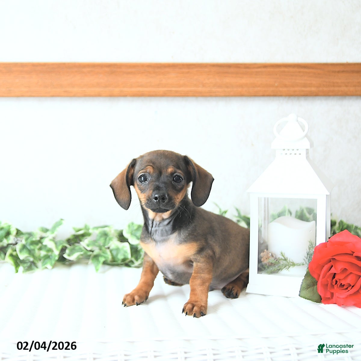 Chiweenie dogs Romeo EXTRA SMALL - Ad 2