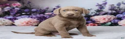 Labrador Retriever dogs for sale: Doc - Ad 4