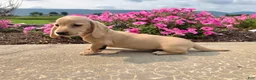 Miniature Dachshund dogs for sale: Harper - Ad 8