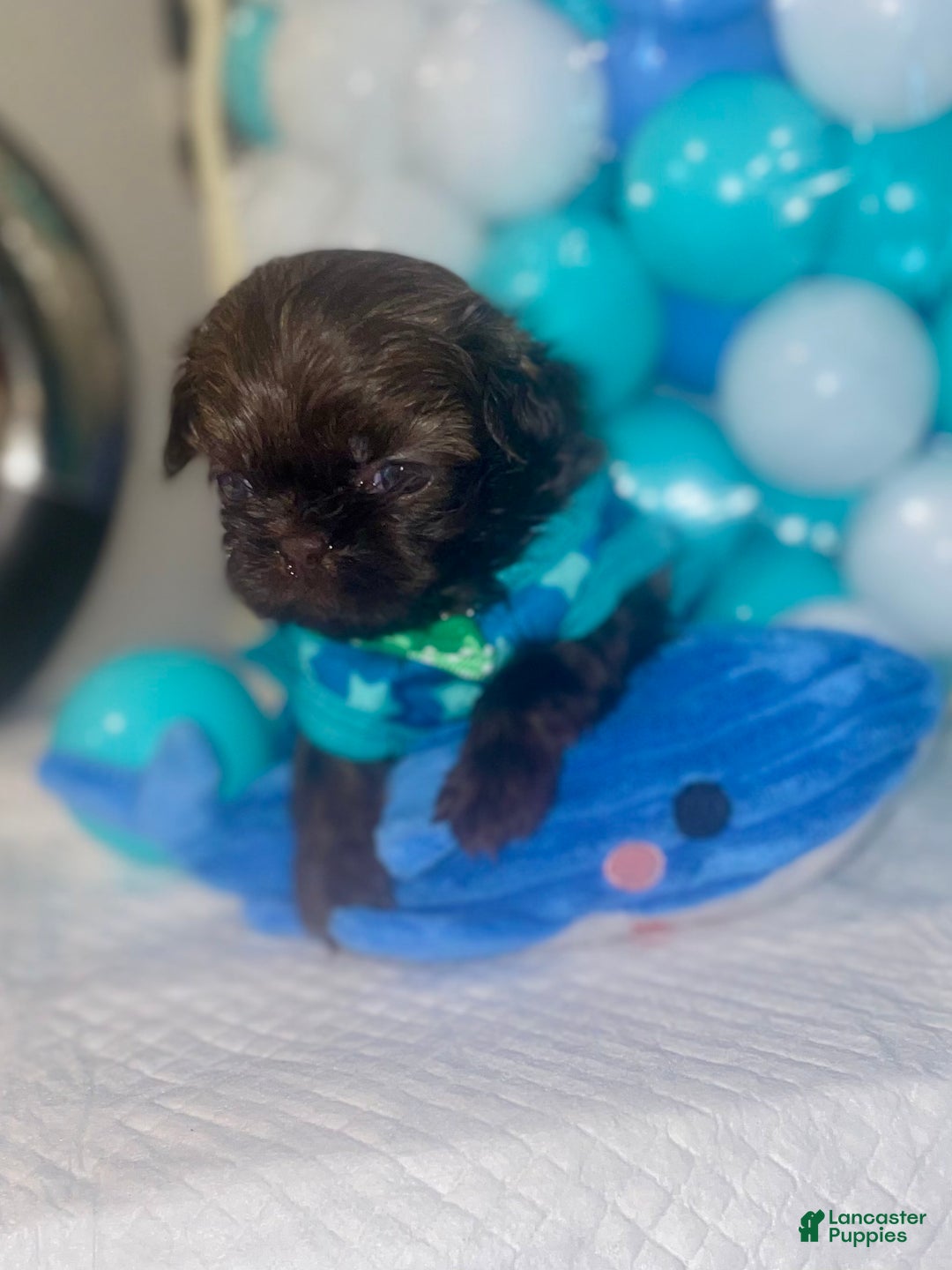 Shih Tzu dogs for sale: Shih Tzu Puppy 4 - Ad 6