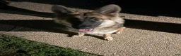German Shepherd dogs for sale: German Shepherd 1 - Ad 1