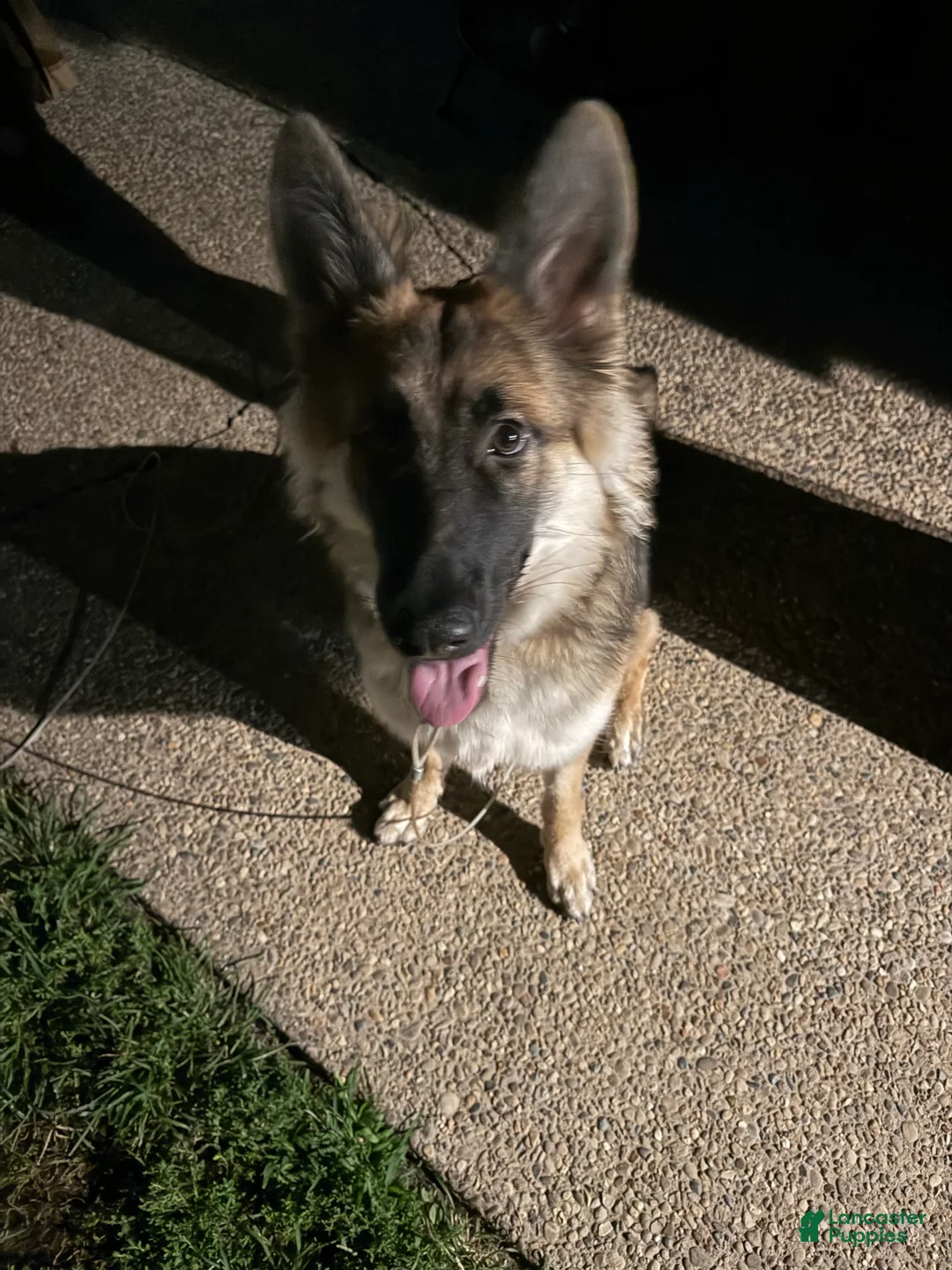 German Shepherd dogs for sale: German Shepherd 1 - Ad 1