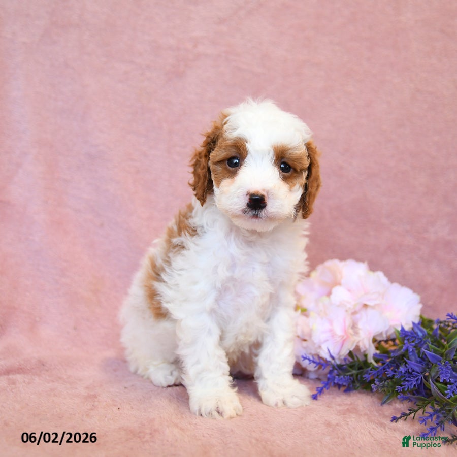 Cavapoo dogs Finn - Ad 1