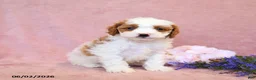 Cavapoo dogs for sale: Finn - Ad 1