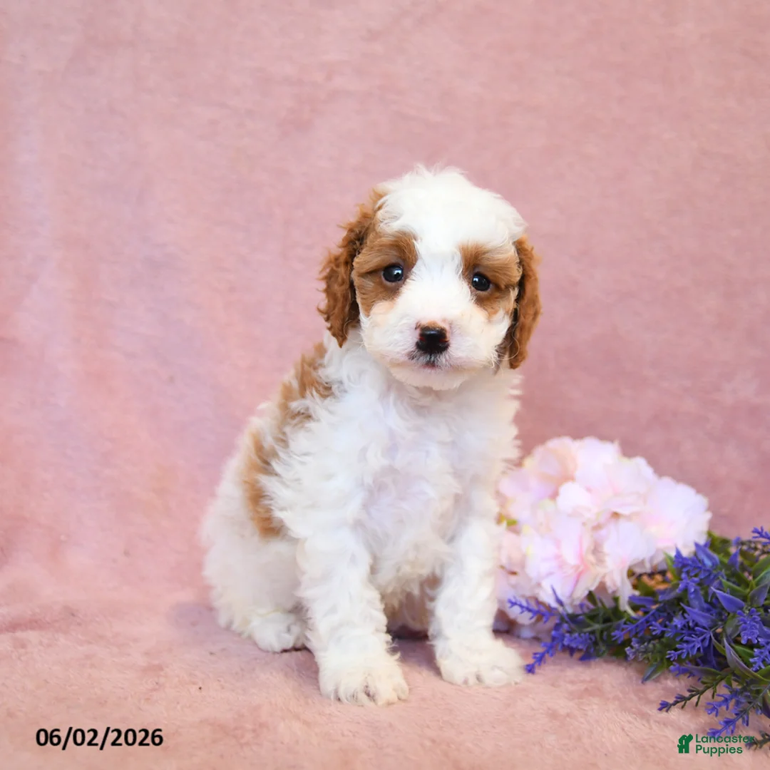 Cavapoo dogs for sale: Finn - Ad 1