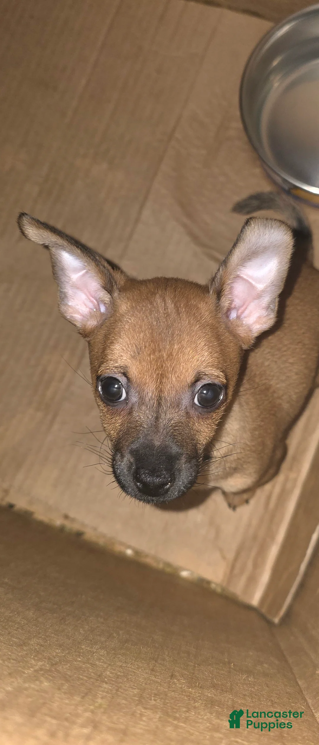 Chihuahua dogs for sale: Deerhead chihuahua Male - Ad 5